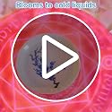 Webahow Magic Sakura Cherry Blossom Sake Cup - Color Changing Ceramic Cold & Hot Tea & Wine Glass, Japanese Blooming Sake Cup Set, Sakura- Cold＆Hot