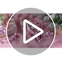 Sosation Pink Bow Christmas Ornaments Set - 12 Shimmering Holiday Decorations