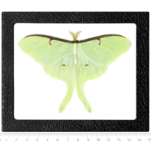 Actias Luna Moth Framed Specimen - 6x5 Inch Riker Mount Display