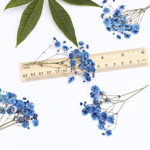 30 PCS Sapphire Blue Dried Pressed Baby's Breath Flowers with Tweezers