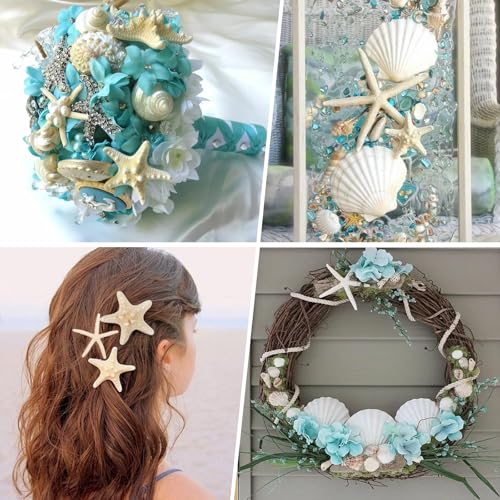 12-Piece Natural Starfish & Scallop Shells (3-4 Inch) for DIY Crafts