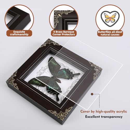 Real Green-Banded Queen Butterfly Specimen in Shadow Box Frame