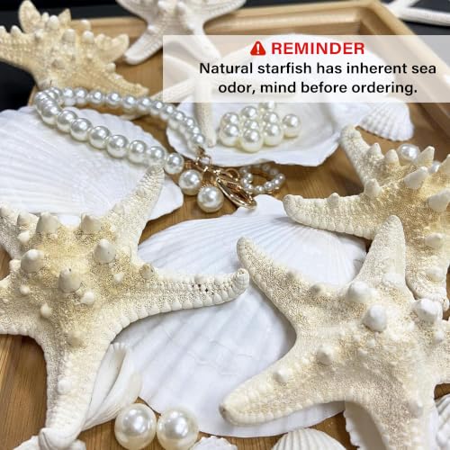 16-Piece Natural Starfish & Scallop Shells with Pearls (3-4 Inch) for Crafts