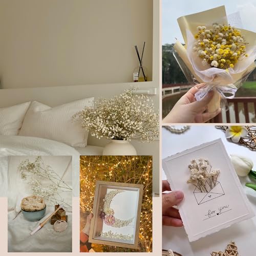 Preserved Dried Baby's Breath Bouquet - 7-inch Natural White Gypsophila