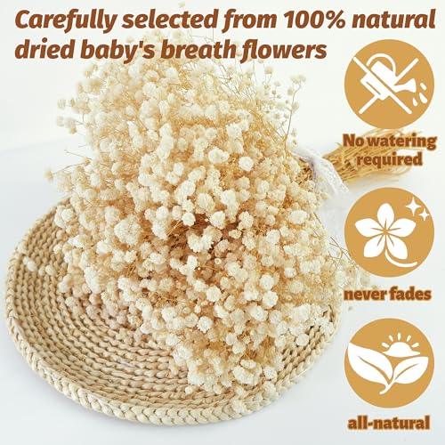 Dried Baby's Breath Flowers, 17-Inch Natural Ivory White Gypsophila Bouquet