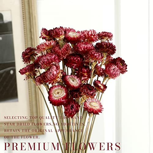 40PCS Natural Dried Chrysanthemum Daisy Bouquet with Stems - Burgundy