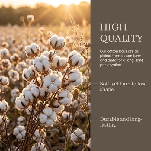 Natural Dried Cotton Stems for Vase Fillers & DIY Crafts - 8 Pack (16-Inch)