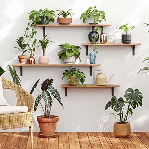 31.5-Inch Rustic Floating Wall Shelves - Set of 2 Wooden Storage Ledges
