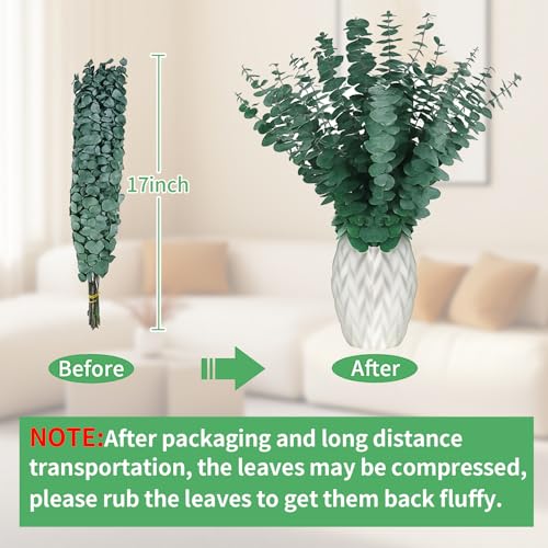12-Piece Natural Dried Eucalyptus Stems (17 Inch) for Shower & Home Decor
