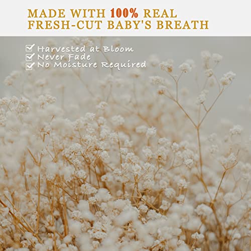 Natural Dried Baby's Breath Flowers Bouquet, 16-17 Inch Gypsophila Bundle