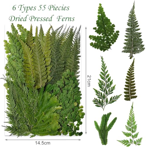 55 Pcs Real Pressed Dried Ferns and Leaves for Resin Jewelry and Crafts