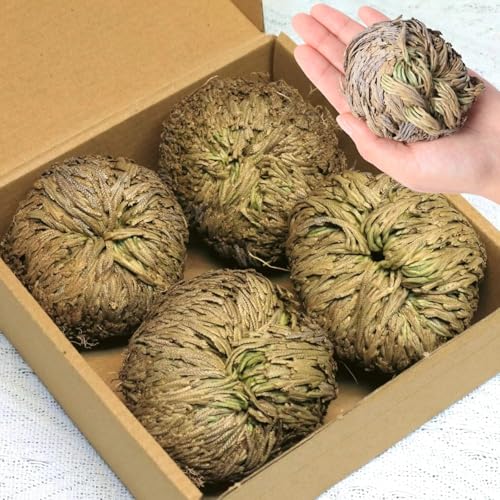 Rose of Jericho Resurrection Plant - 4-Pack Dried Fern for Home Decor