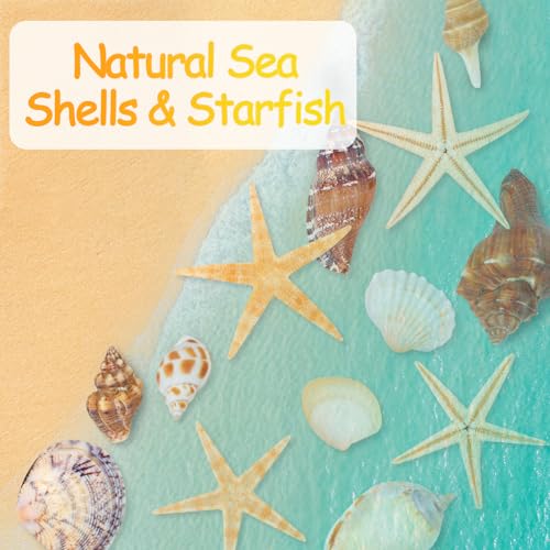 80+ Natural Mixed Seashells & Starfish Set for DIY Crafts & Home Decor