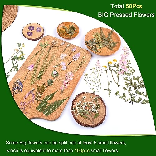 Large Natural Dried Pressed Flowers Set (50+ Pcs) for DIY Crafts & Resin