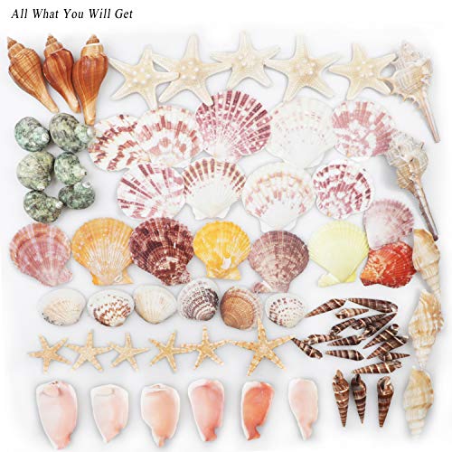 Natural Mixed Sea Shells and Starfish Set for Crafts, Vase Filler & Beach Decor