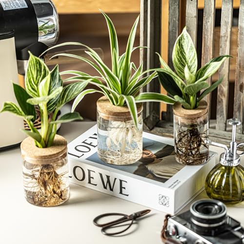 Glass Plant Propagation Station Set of 4 - Borosilicate Hydroponic Vases
