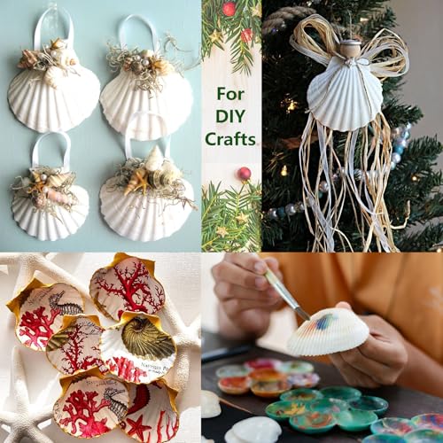 3-4 Inch Scallop Seashells with Hole - 15pc Natural White Craft Ornaments