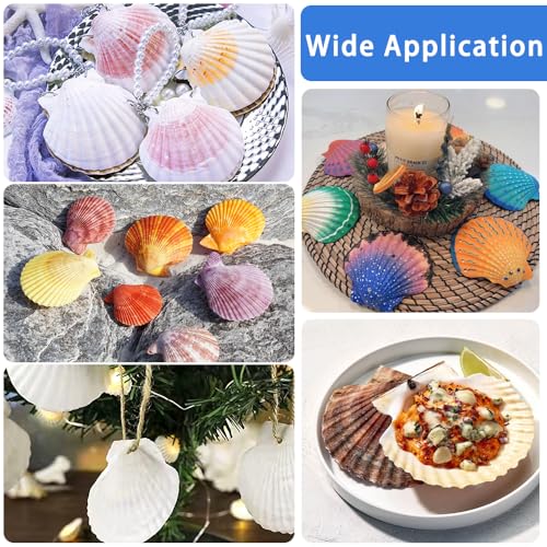 32-Pack Natural White Scallop Shells (2"-3") - Bulk Seashells for Crafts & Decor