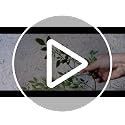 43.3-Inch Artificial Nandina Branches, Set of 2 Faux Green Plant Stems