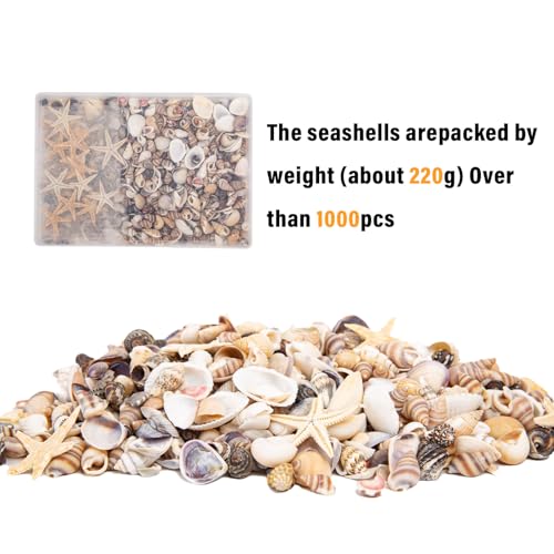 1000 Pcs Mixed Natural Mini Sea Shells & Starfish for DIY Crafts & Decor