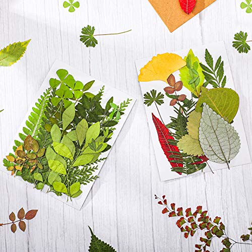 99 Pieces Assorted Real Dried Leaves for Resin Art, Jewelry and Crafts