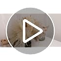 75 Pcs Natural Dried Pampas Grass Decor - Fluffy Boho Bouquet for Vases