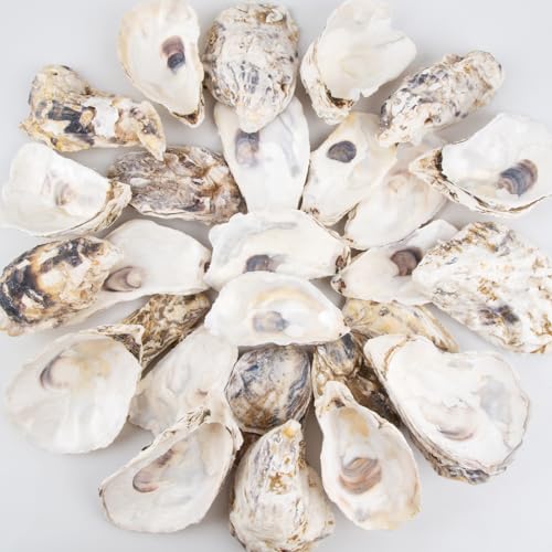 Natural Oyster Shells for Crafts - 30 Pack Large 4"-5" Bulk Seashells