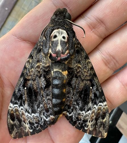 Real Death Head Moth in Coffin Frame, Gothic Taxidermy Wall Decor