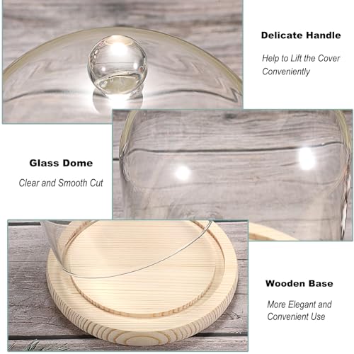 Clear Glass Display Dome Cloche with Wood Base, 7.3-inch Decorative Jar