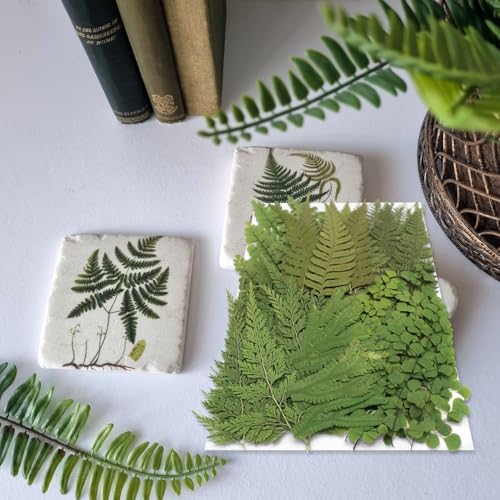 55 Pcs Real Pressed Dried Ferns and Leaves for Resin Jewelry and Crafts