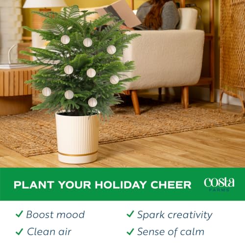 Costa Farms Norfolk Island Pine Live Indoor Christmas Tree - 3-4 Ft, White/Gold