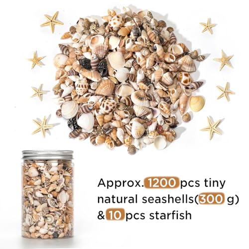 1200 Pcs Natural Mini Seashells & Small Starfish for DIY Crafts & Decor