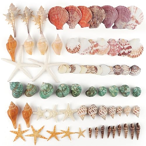 Mixed Natural Sea Shells & Starfish Set for Vase Fillers, Crafts & Decor