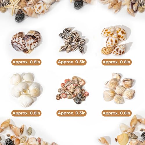 1200 Pcs Natural Mini Seashells & Small Starfish for DIY Crafts & Decor