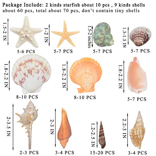 Natural Mixed Sea Shells and Starfish Set for Crafts, Vase Filler & Beach Decor