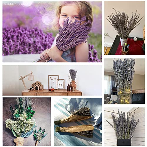 Natural Dried Lavender Bundles (2 Pack, 280 Stems) - 16 Inch Decor