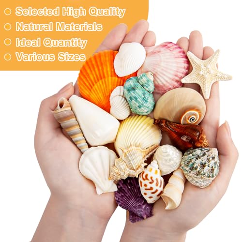 Natural Mixed Ocean Seashells Set for DIY Crafts & Decor (50+ Pcs)