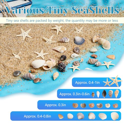 1200 Pcs Small Natural Sea Shells & Starfish for DIY Crafts & Vase Filler