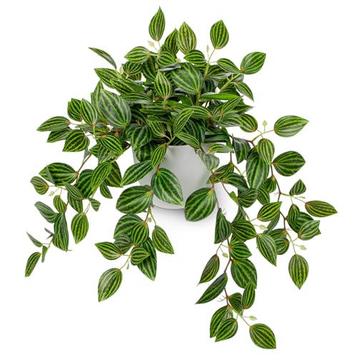 17.7" Artificial Watermelon Peperomia Trailing Plant in White Pot