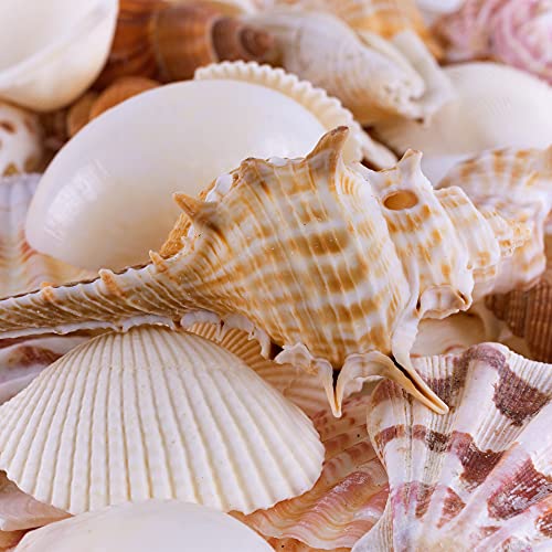 Mixed Beach Seashells for Crafts & Home Decor (Approx. 50 Shells, Up to 2.5")