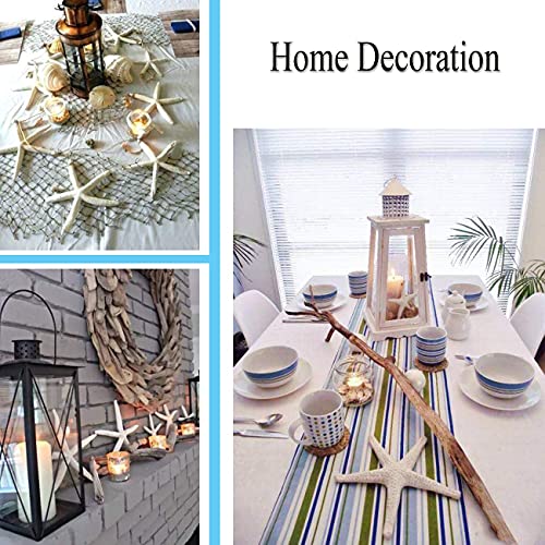 Natural Mixed Starfish Set (12-Piece, 2-6 Inch) - DIY Beach Decor