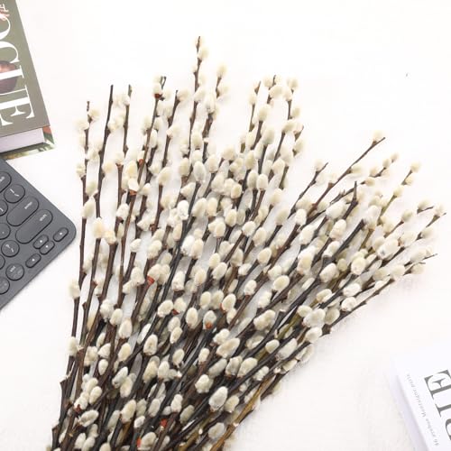 15 Stems Preserved Pussy Willow Branches, 17-Inch Natural Dried Flowers