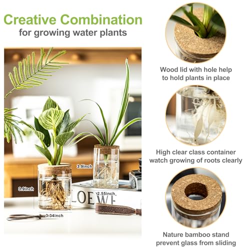 Glass Plant Propagation Station Set of 4 - Borosilicate Hydroponic Vases