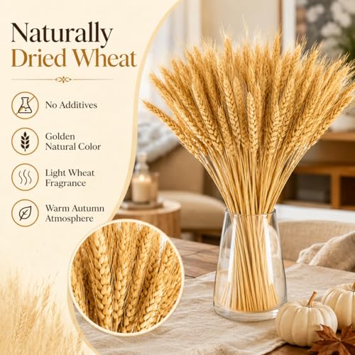 100 Stems Natural Dried Wheat Stalks, 12.9 Inch Fall Decor & Vase Filler