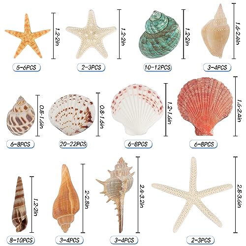 Mixed Natural Sea Shells & Starfish Set for Vase Fillers, Crafts & Decor