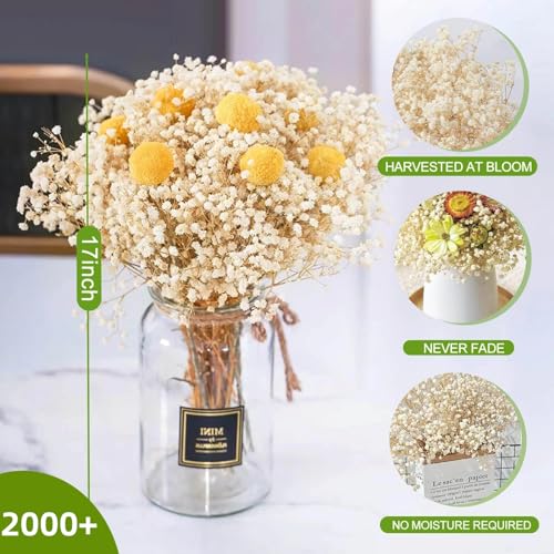 Dried Baby's Breath Flowers - 17-Inch Natural Ivory Gypsophila Bouquet