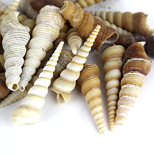 Mixed Beach Seashells for Crafts & Home Decor (Approx. 50 Shells, Up to 2.5")
