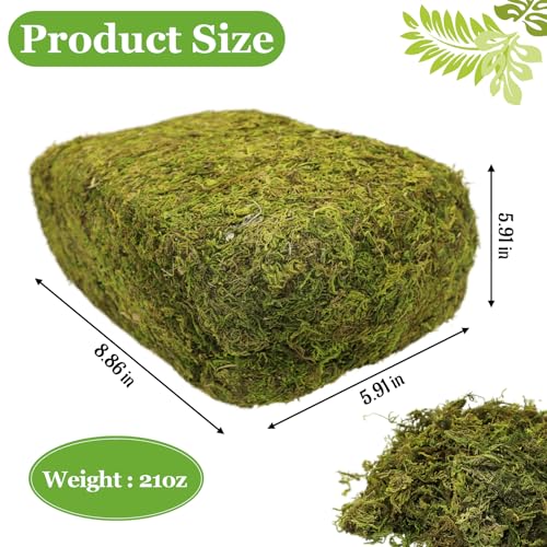 Natural Dried Green Moss for Crafts, Fairy Gardens, and Potted Plants 1.3LB