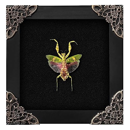 Real Framed Jewelled Flower Mantis Taxidermy - 4.7-inch Wooden Shadow Box