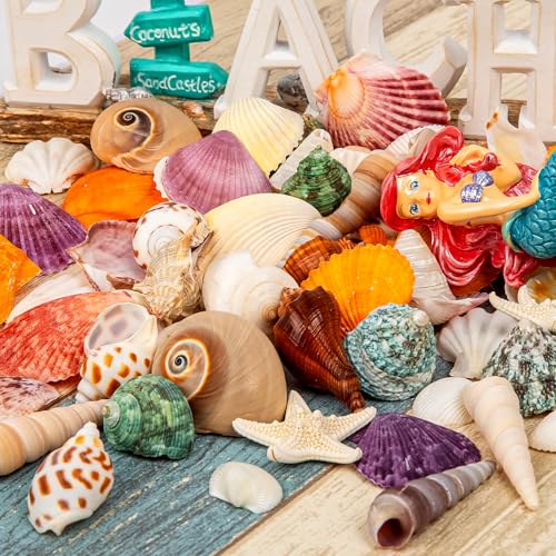 Natural Mixed Ocean Seashells Set for DIY Crafts & Decor (50+ Pcs)